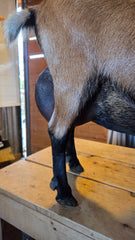 2F udder — side