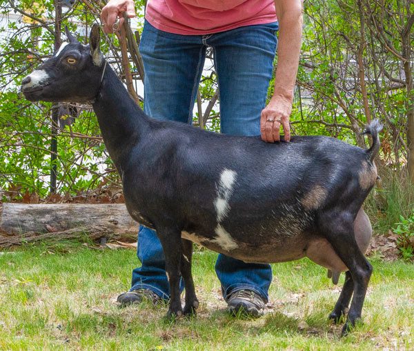 ELITE TUA Farms MB Giselle 3*M GEEE87