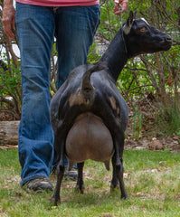 ELITE TUA Farms MB Giselle 3*M GEEE87 udder