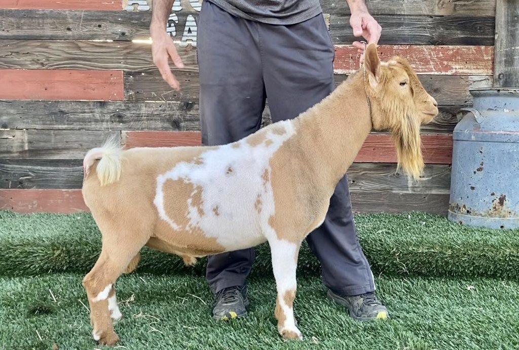 GCH Amores Farm Kealoha *B VEE89