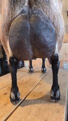 2F udder — rear