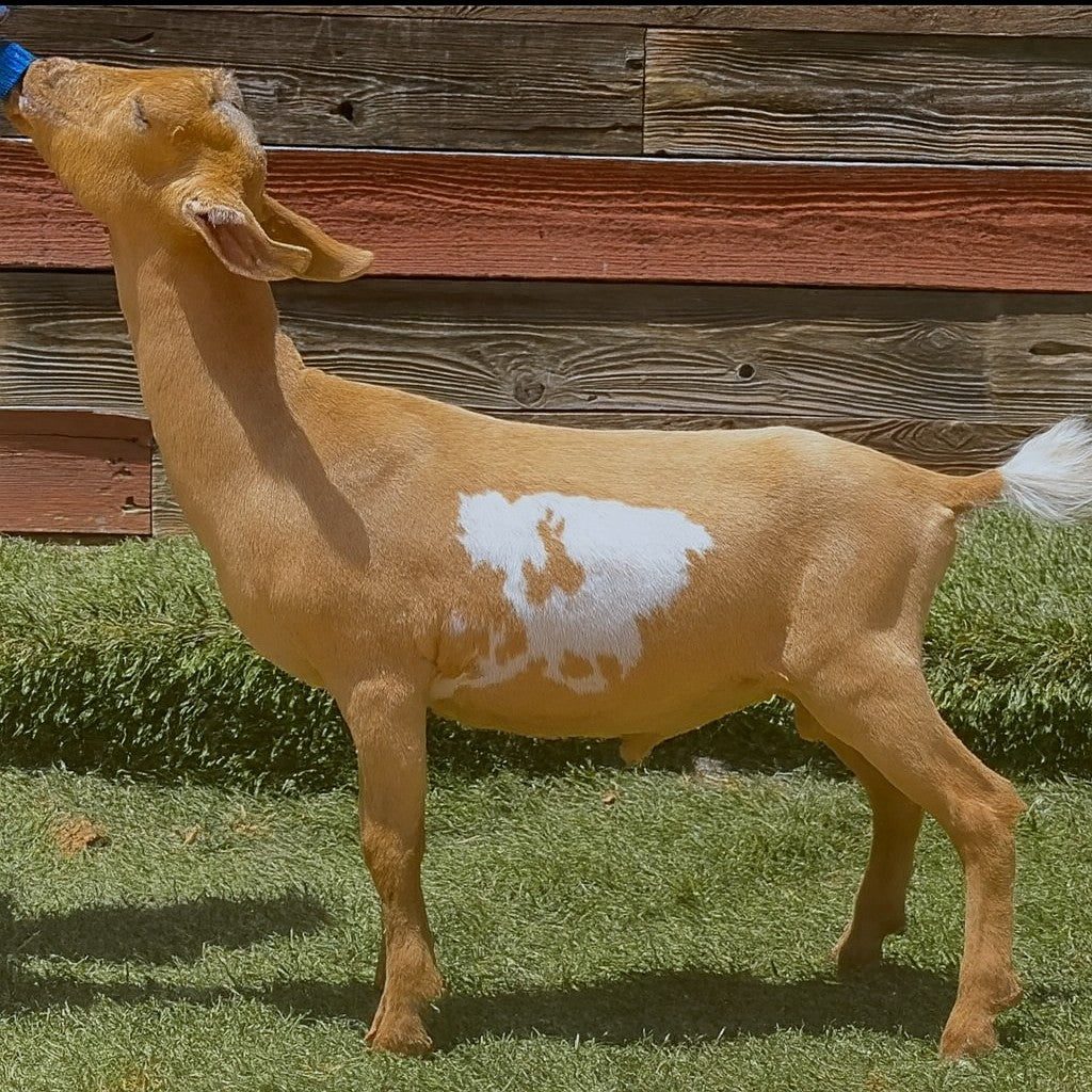 Toby