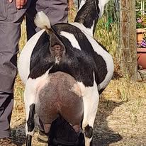 TUA Farms SH Winter Solstice 5*M GVEG84 udder
